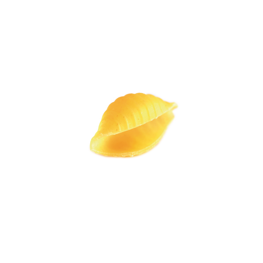 Conchiglie