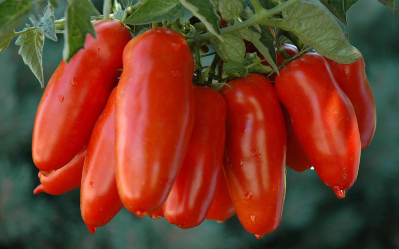 Pomodori